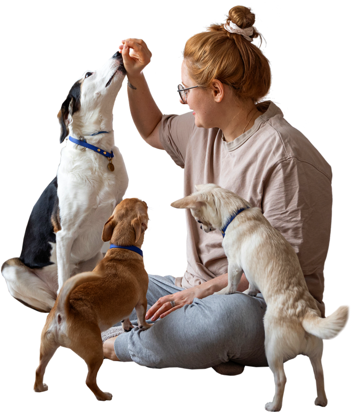 Woman conducting a dog training session with three dogs using positive reinforcement techniques