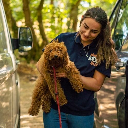 Dog trainer from The Dog Guy delivering UK dog training services, holding a curly-haired dog beside a training van.