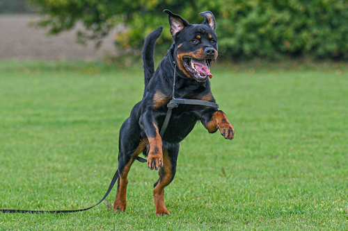 Dog in training session during UK dog day training programme