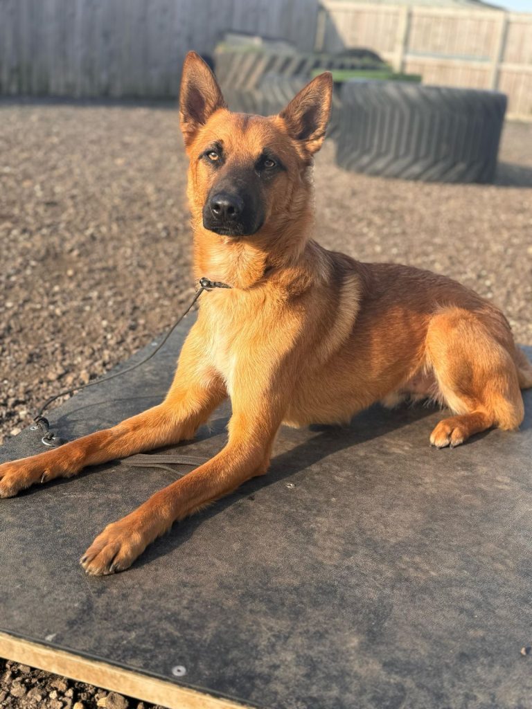 running-and-exercising-with-your-dog