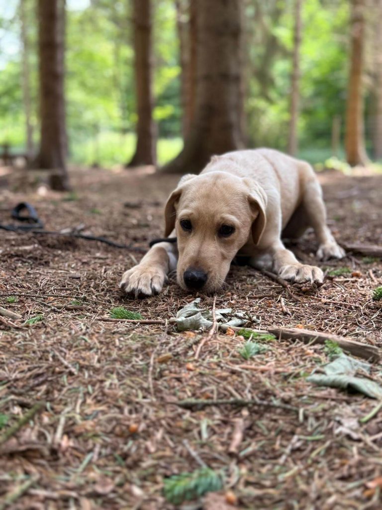 making-sure-your-dog-is-pub-ready-hero
